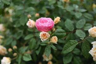 蔷薇花