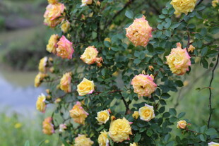 蔷薇花