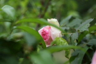 蔷薇花