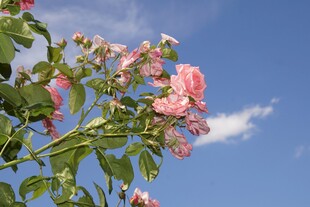 蓝天映衬下的娇艳月季花