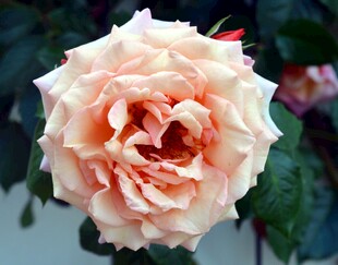 柔美淡粉月季花