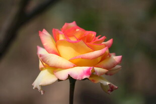 娇艳双色月季花特写