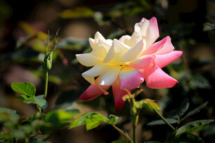 双色娇艳月季花