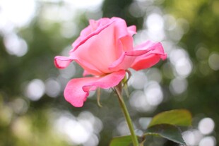 娇艳粉色月季花