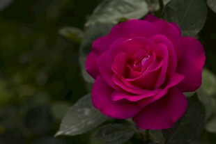 娇艳玫红色月季花