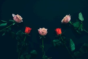 暗夜中的娇艳玫瑰