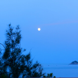 月夜海边树影景色