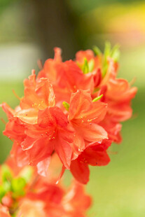 鲜艳橙红杜鹃花绽放