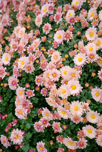 缤纷雏菊绽放美丽花田