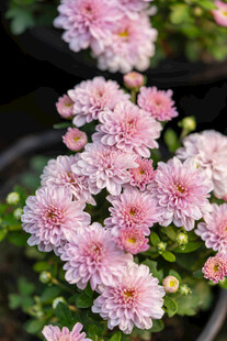 粉色雏菊盆栽花卉特写