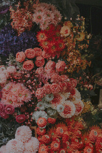 缤纷多彩花卉绽放