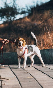 阳光下可爱的小猎犬
