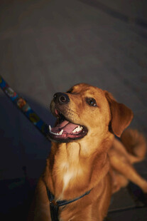 可爱棕犬张嘴露笑