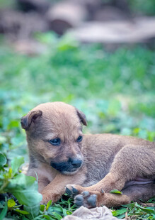 草地上趴着的可爱小幼犬