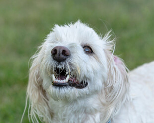 可爱白毛犬张嘴露齿