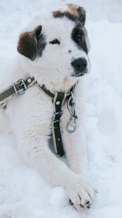 雪地中的可爱系宠物犬