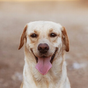 微笑的拉布拉多犬