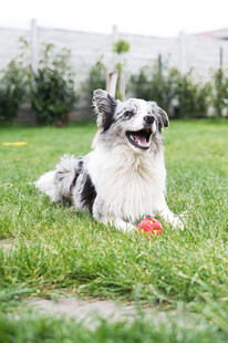 草地上的喜乐蒂牧羊犬