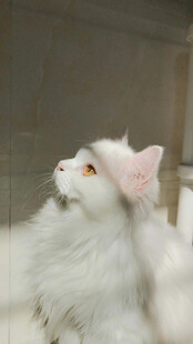 戴粉耳饰的可爱白毛猫咪