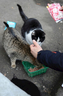 人喂猫咪互动温馨瞬间