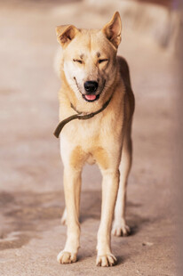 微笑的黄毛犬