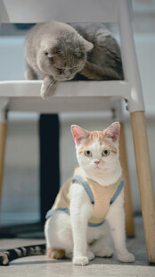 两只可爱猫咪的温馨瞬间
