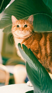 橘猫藏于绿叶间