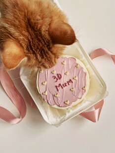 猫咪嗅闻粉色生日蛋糕