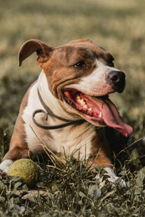 趴卧草地的可爱斗牛犬