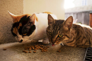 两猫共食猫粮瞬间