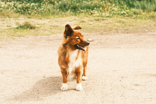 站立的棕白相间宠物犬