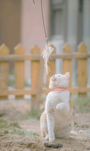 猫咪后腿站立仰头望飞鸟