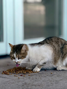 猫咪专注享用美味猫粮