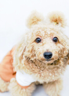 可爱泰迪犬穿着小衣服