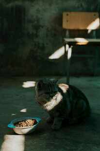 黑暗中进食的猫咪