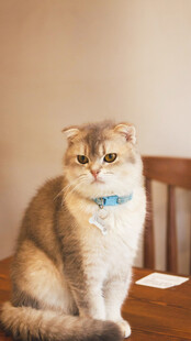 可爱猫咪端坐