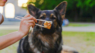 给狗狗刷牙的温馨瞬间