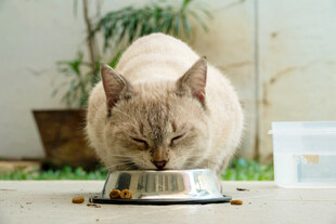 猫咪低头享用碗中食物