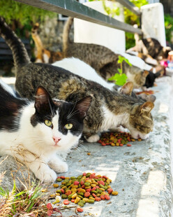 猫咪享用美味猫粮