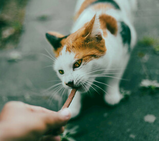 猫咪惬意享受喂食时刻