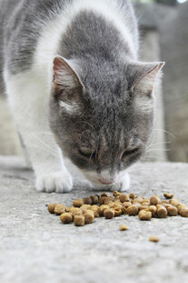 灰猫低头享用美味猫粮