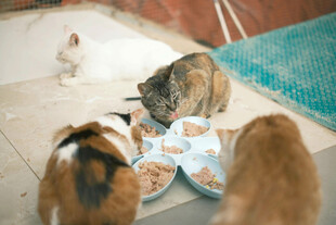 猫咪们在享用食物