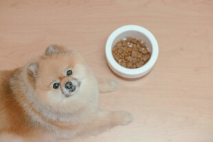 可爱博美犬与食物碗