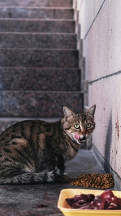 楼梯下进食的斑纹猫咪
