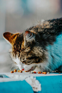 猫咪低头享用美味食物