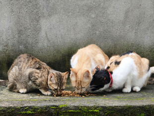 猫咪围聚进食的温馨场景