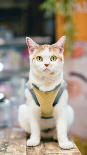 穿背心的可爱猫咪
