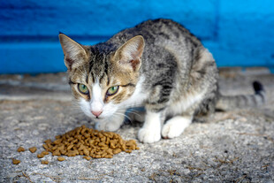 猫咪低头享用美味猫粮