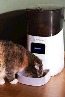 猫咪使用自动喂食器进食