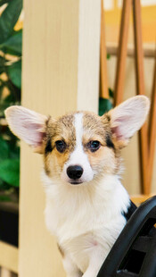 可爱柯基犬的萌趣瞬间